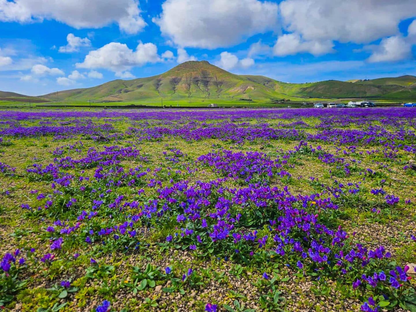Frühling auf Lanzarote