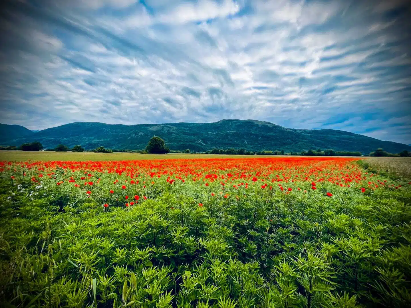 Mohnlandschaft mit Blick auf unsere Bergflanke
