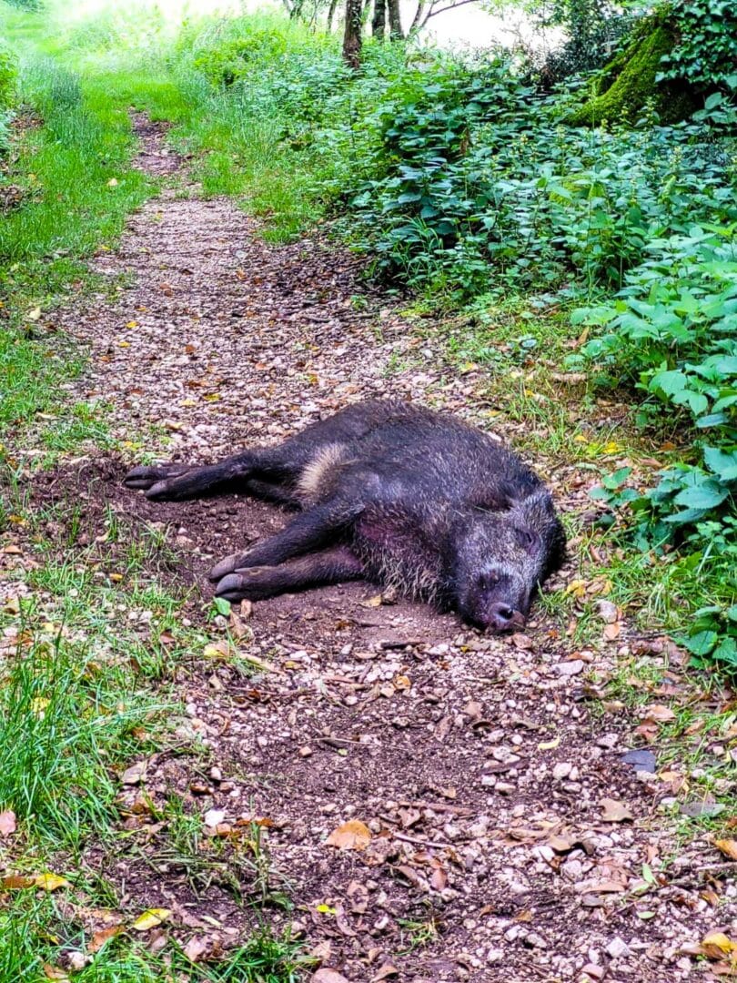 Fliegen wie die Schweine.....