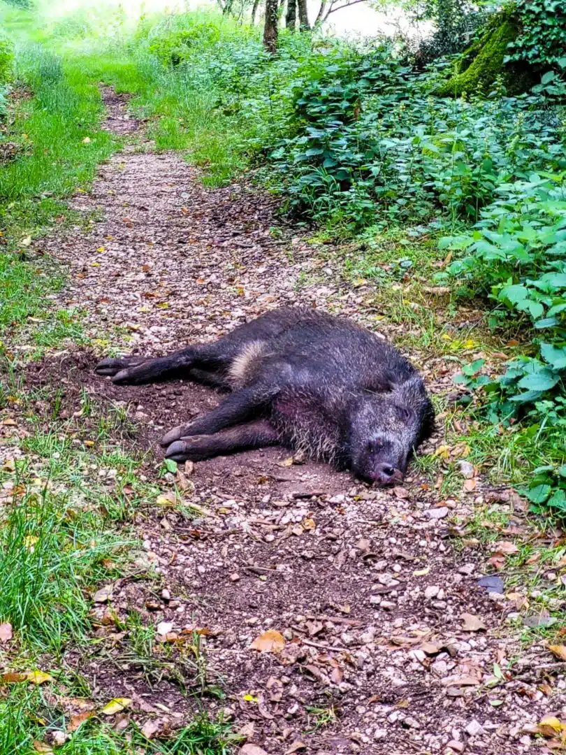 Fliegen wie die Schweine.....