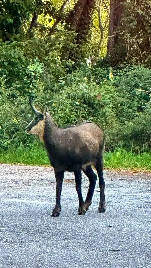 Gämse im grünen Wald am Hang